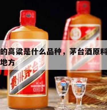 茅台酒的高粱是什么品种，茅台酒原料高粱产自什么地方